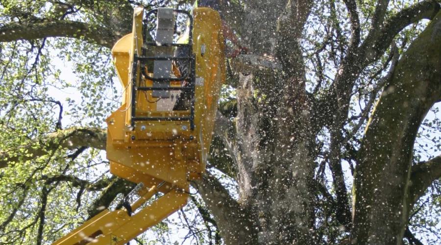 Tree Worker on a MEWP