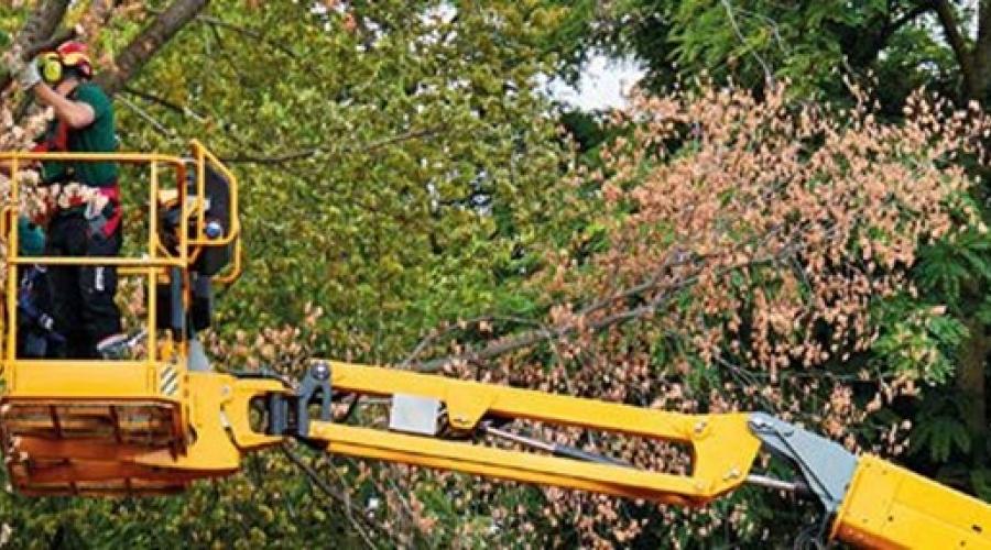 Using MEWPs among trees
