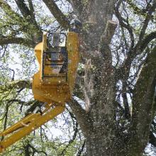 Tree Worker on a MEWP